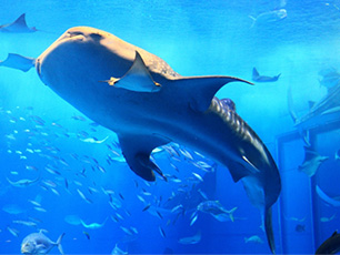 沖縄美ら海水族館