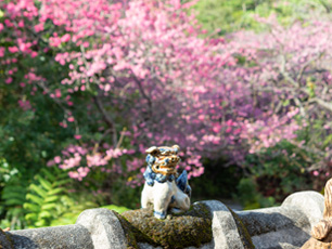 やちむん喫茶シーサー園