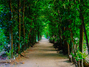 備瀬のフクギ並木